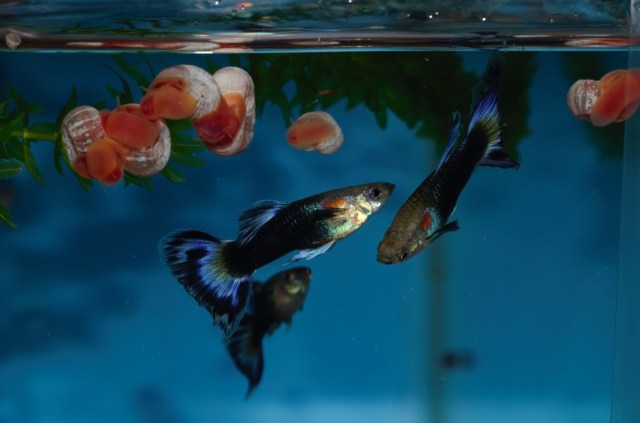 Polu Crne Lavanda Ljubucaste gupike