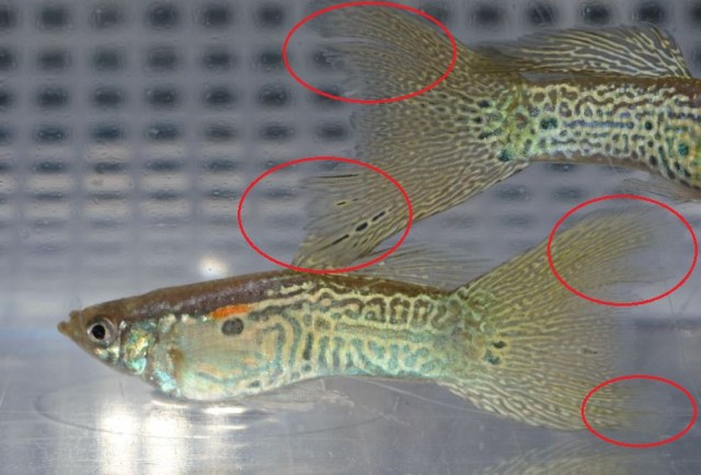 Sarolika Zmijska Koza gupika