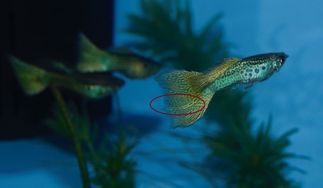 Sarolika Zmijska Koza gupike