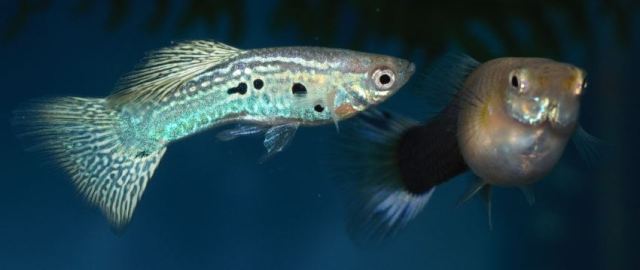 Zelena Sarolika Zmijska Koza gupika