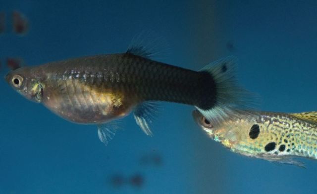 Zelena Sarolika Zmijska Koza gupika