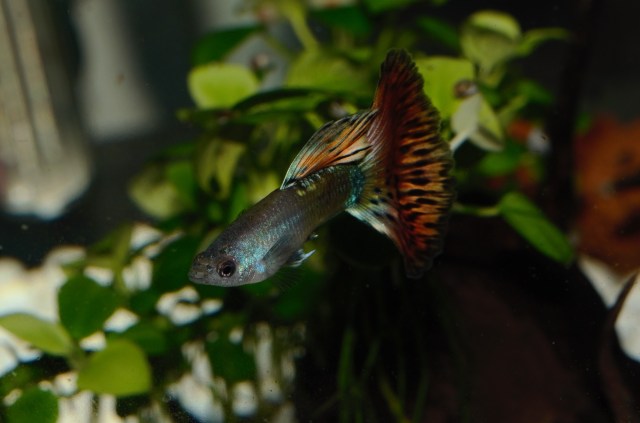 Crveni dvobojni Moskovac