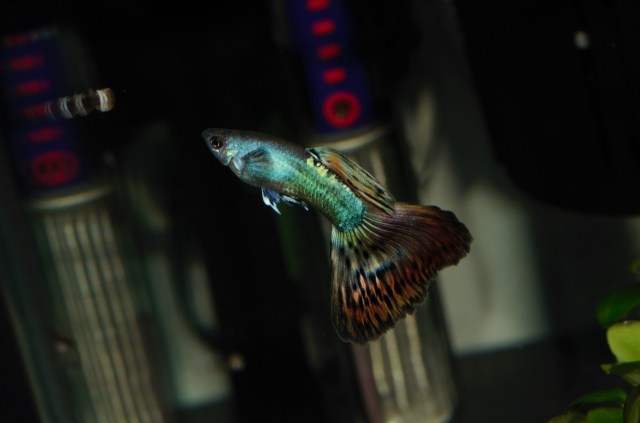 Crveni dvobojni Moskovac