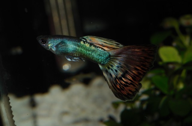 Crveni dvobojni Moskovac