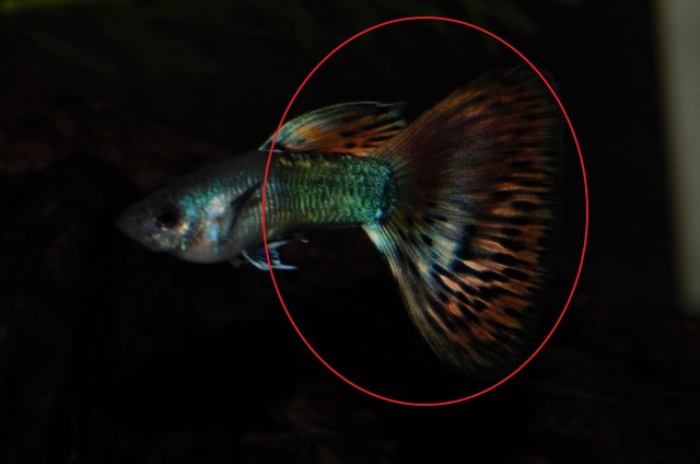 Crveni dvobojni Moskovac