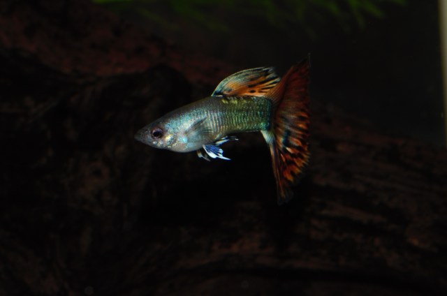 Crveni dvobojni Moskovac