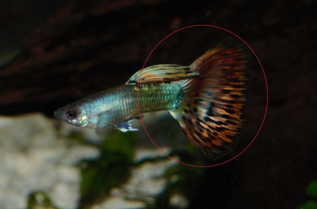 Crveni dvobojni Moskovac