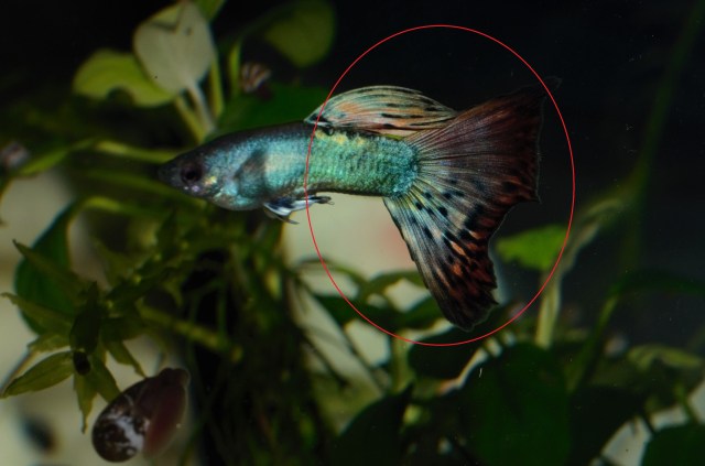 Crveni dvobojni Moskovac