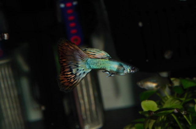 Crveni dvobojni Moskovac