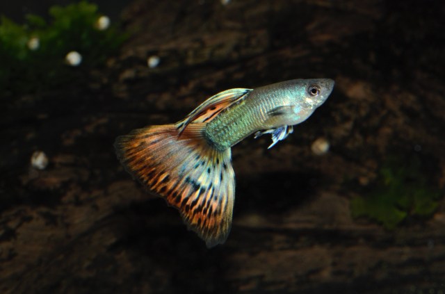 Crveni dvobojni Moskovac