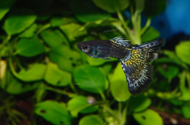 Gupike Havajski dvobojni Moskovac