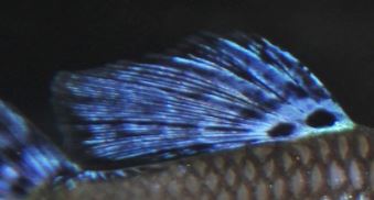 Ledjno peraje gupike