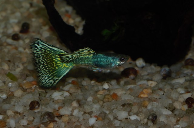 Moscow BiColor male guppy