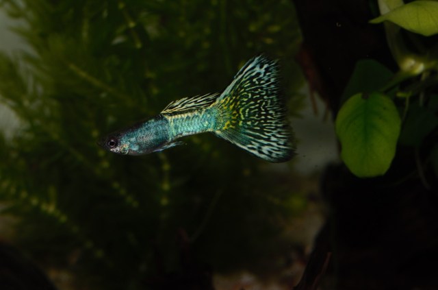 Moskovske dvobojne gupike