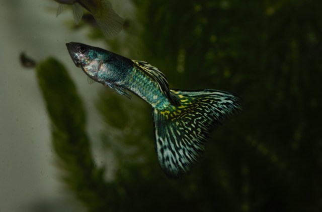 Moskovske dvobojne gupike