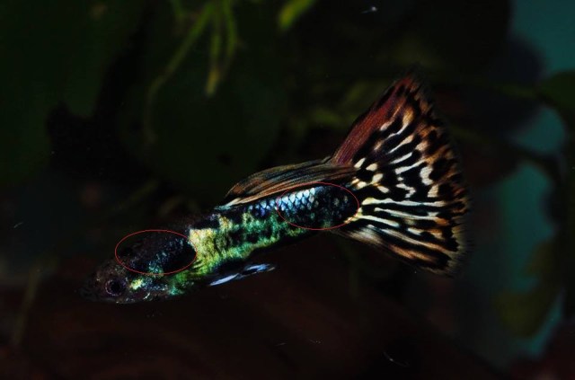 Crveni Japanski Mozaik muzijak gupike