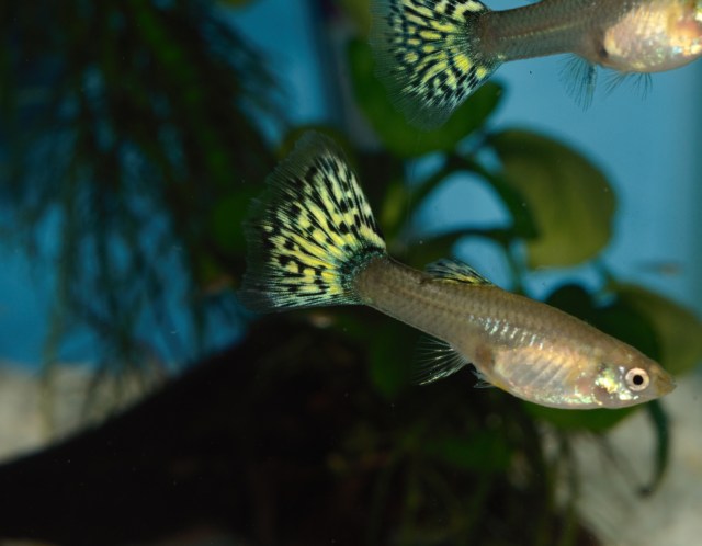 Crveni Japanski Mozaik zenke gupike