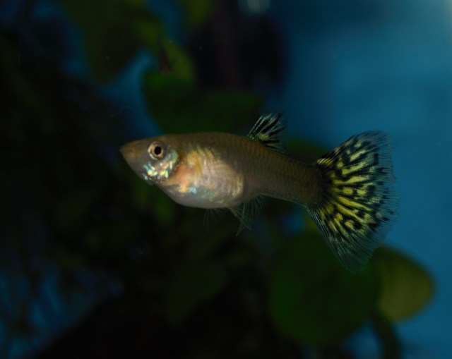 Crveni Japanski Mozaik zenke gupike