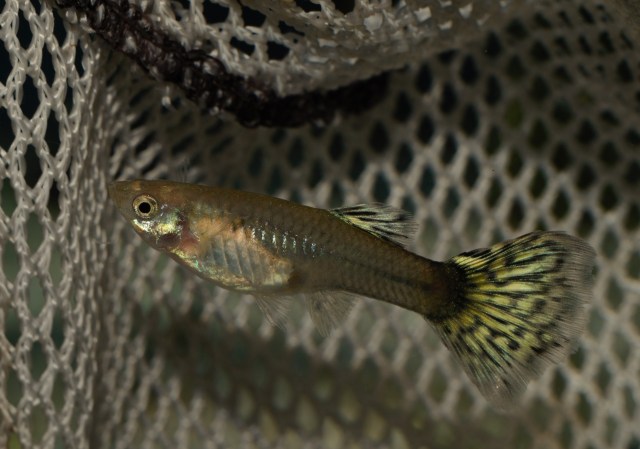 Crveni Japanski Mozaik zenke gupike