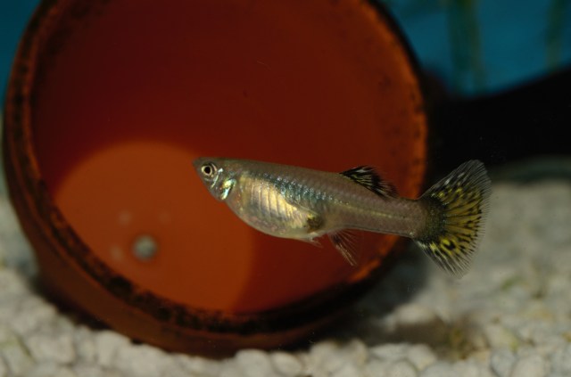 Crveni Japanski Mozaik zenke gupike