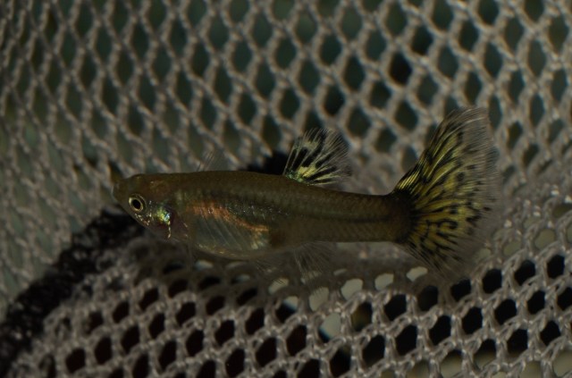 Crveni Japanski Mozaik zenke gupike