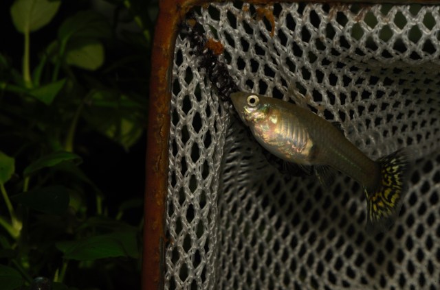 Crveni Japanski Mozaik zenke gupike