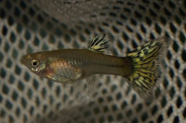 Crveni Japanski Mozaik zenke gupike