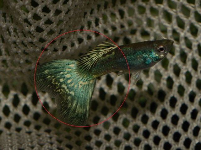 Dvobojna Moskovska gupika