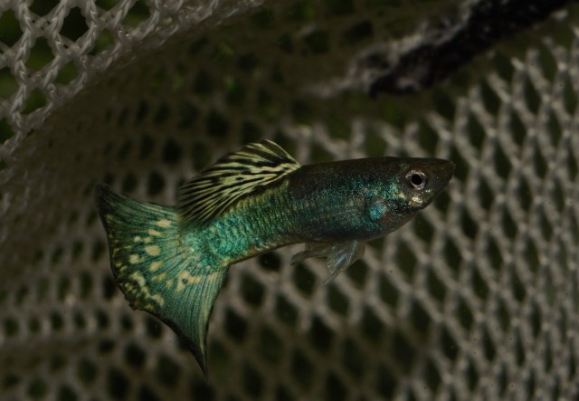 Dvobojni zeleno zuti Moskovski gupi muzijak