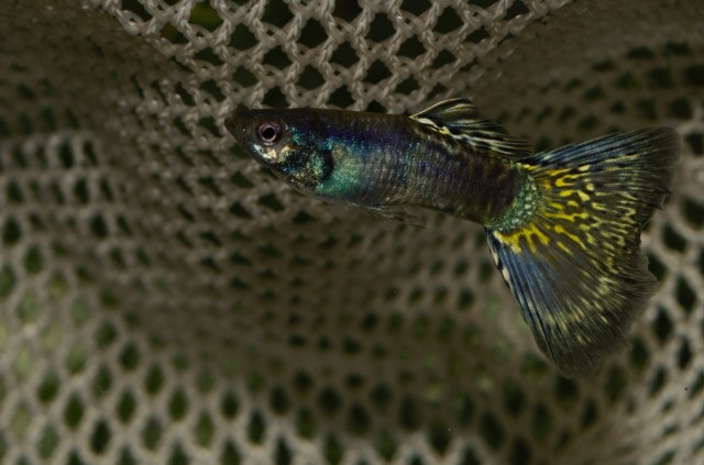 Dvobojni zeleno zuti Moskovski gupi muzijak