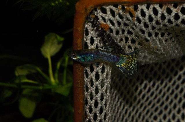 Dvobojni zeleno zuti Moskovski gupi muzijak