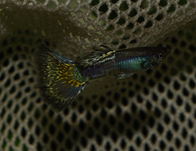 Dvobojni zeleno zuti Moskovski gupi muzijak