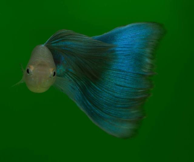 Gupika dobre forme za dalji uzgoj