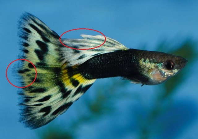 Gupika sa losim ledjnim perajem