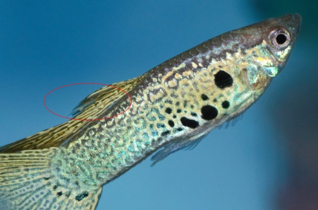 Gupika sa losim ledjnim perajem