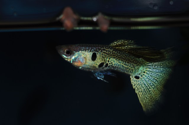 Zelena sarolika cipkasta zmijska koza gupika