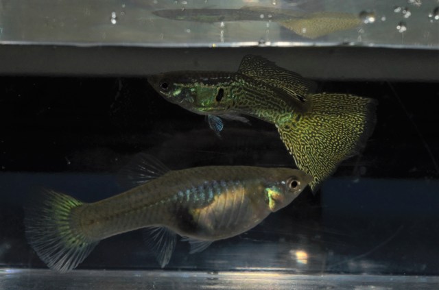 varigated snake skin guppies for sale