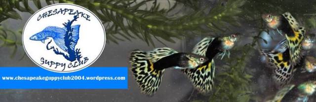 Chesapeake Guppy Club guppies