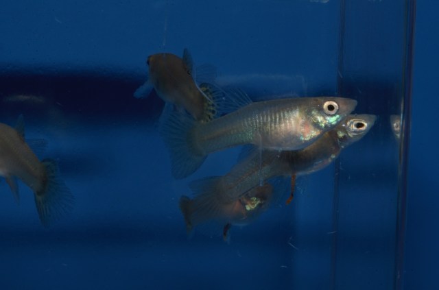 Krstasi gupike gupiji gupi