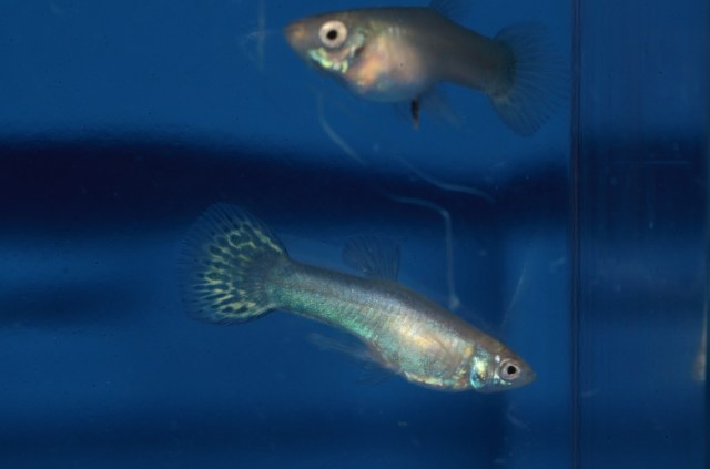 Krstasi gupike gupiji gupi