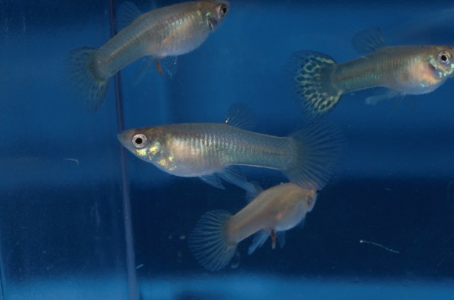 Krstasi gupike gupiji gupi