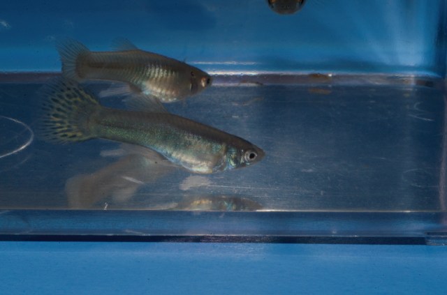 Krstasi gupike gupiji gupi