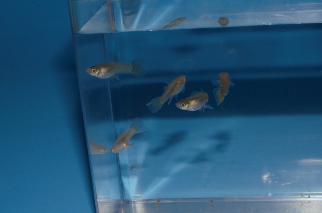 Krstasi gupike gupiji gupi