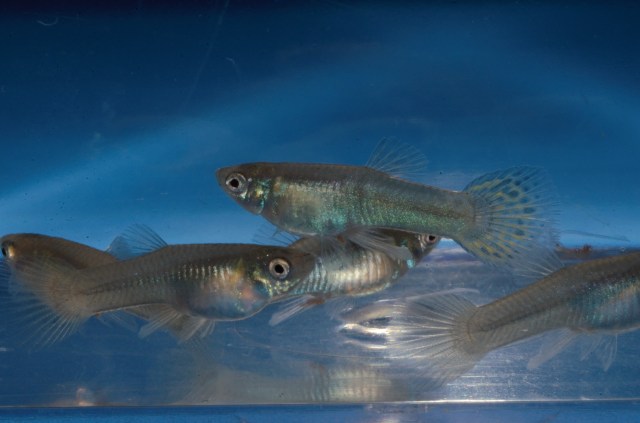 Krstasi gupike gupiji gupi