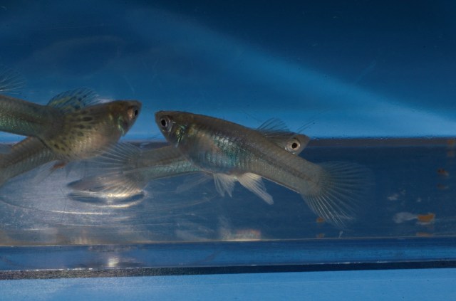 Krstasi gupike gupiji gupi