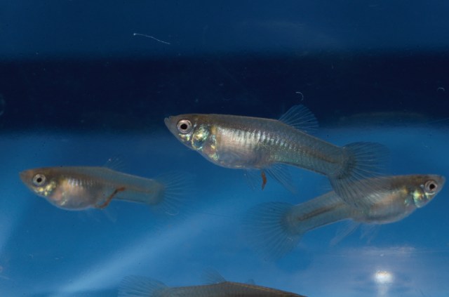 Krstasi gupike gupiji gupi