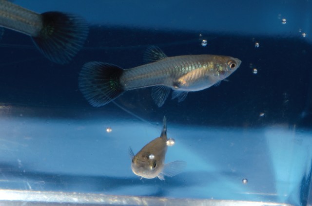 Krstasi gupike gupiji gupi