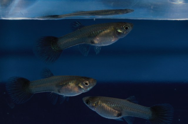 Krstasi gupike gupiji gupi