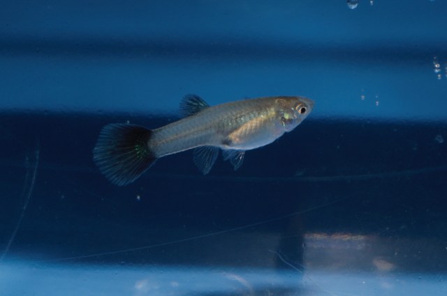 Krstasi gupike gupiji gupi