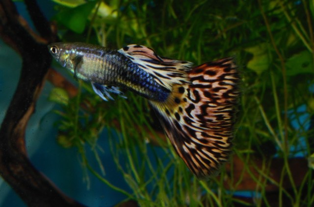 Krstasi gupike gupiji gupi